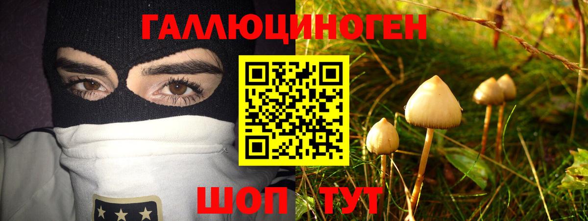 Псилоцибиновые грибы Psilocybe Каменск-Шахтинский